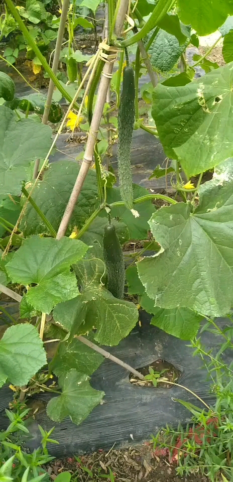 宅在家里拍照片#黄瓜园