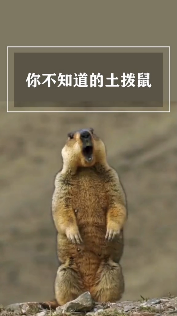 土拨鼠真实叫声原来是这样的