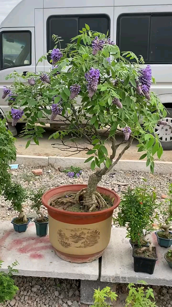 紫水晶紫藤现在正是花期耐寒耐旱南北方都可以栽植-度小视