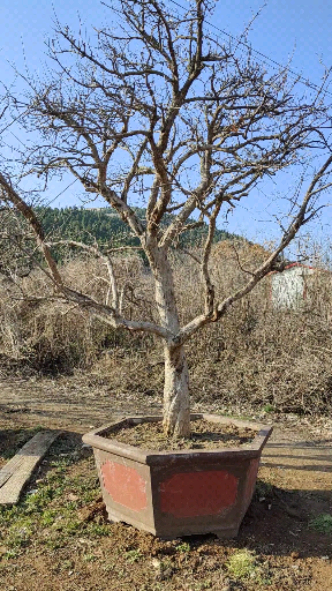 千奇百怪盆景桩#庭院绿植大红袍石榴树,树形漂亮枝干协调
