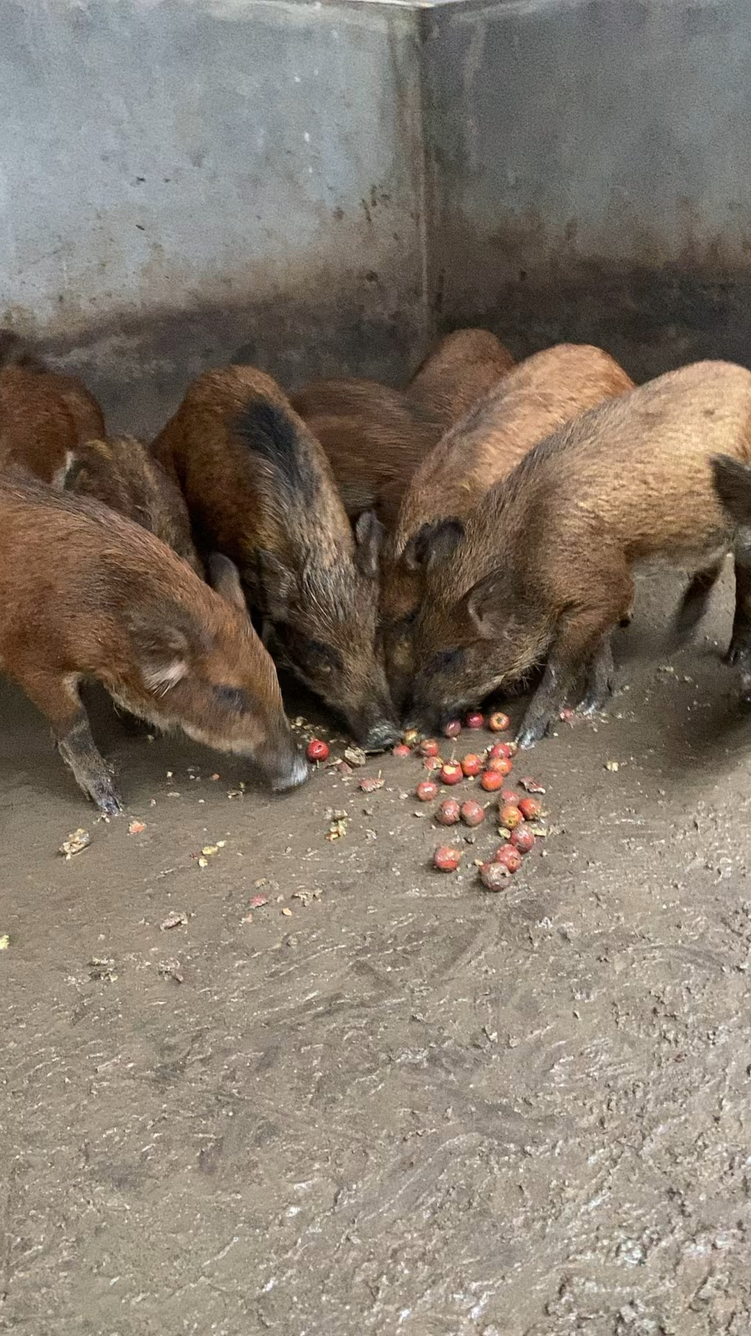 山东野猪养殖猜猜养的特种野猪在吃什么