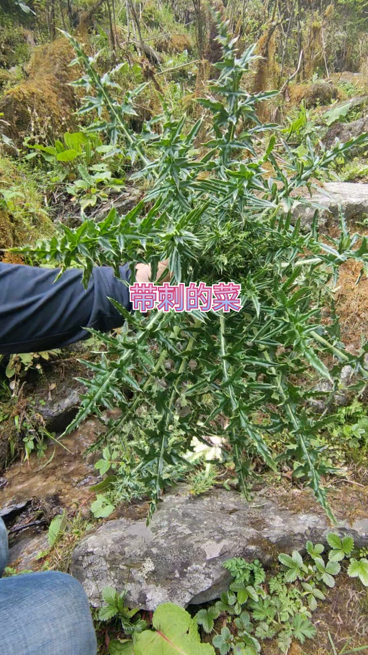 好物推荐#这种野菜我们叫牛渣口