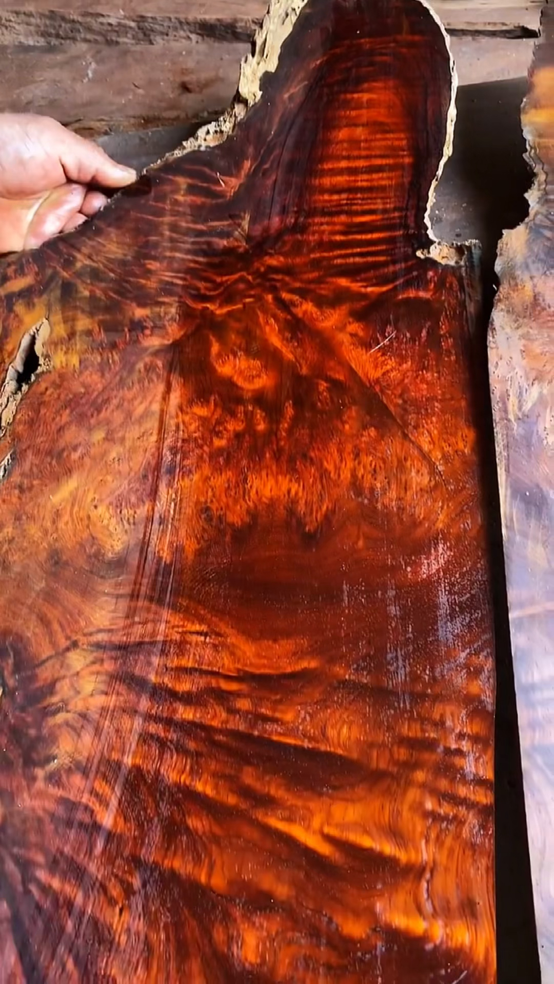 微凹黄檀一块可遇而不可求的木材,刮磨后纹理确实漂亮!-度小视
