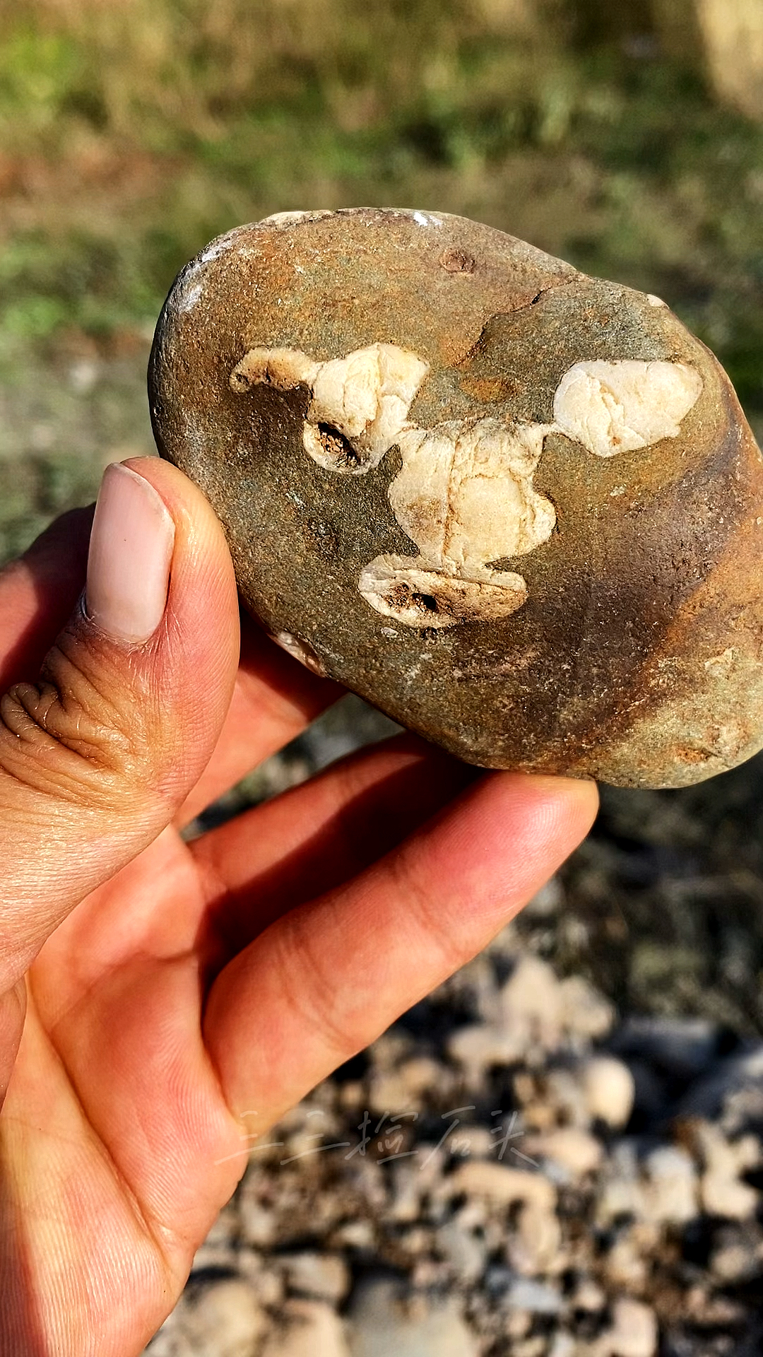 捡石头#野外河里捡石头