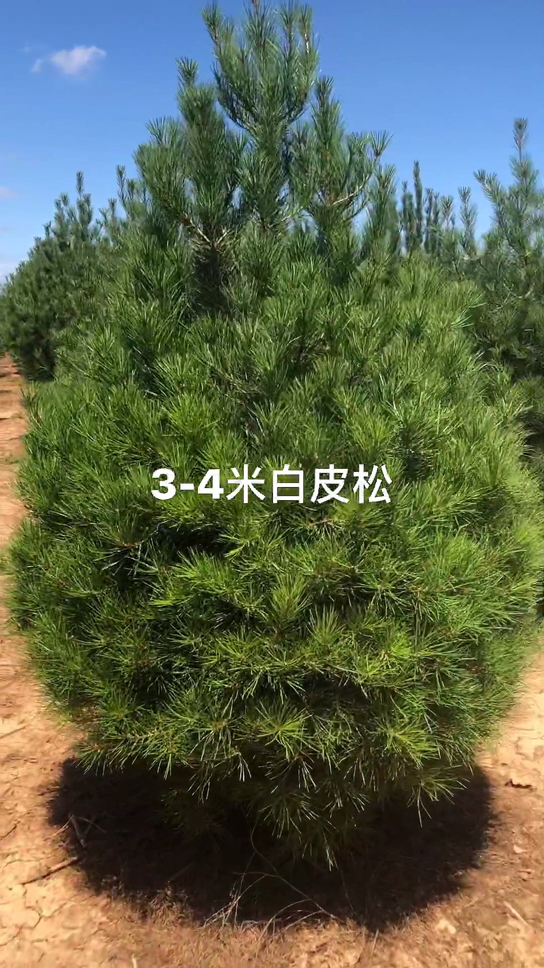 绿景白皮松西安绿景园林苗圃出品白皮松345米量大自产自销