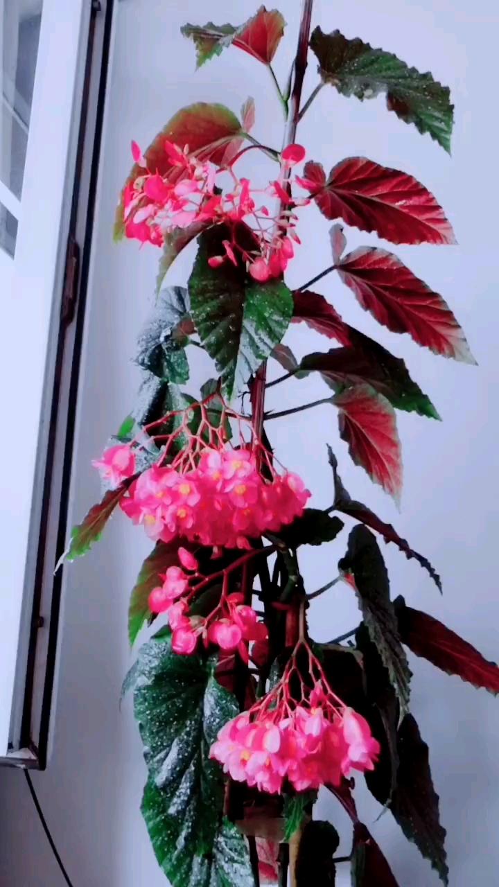 迎秋律动#竹节海棠花常年开,人见人爱.