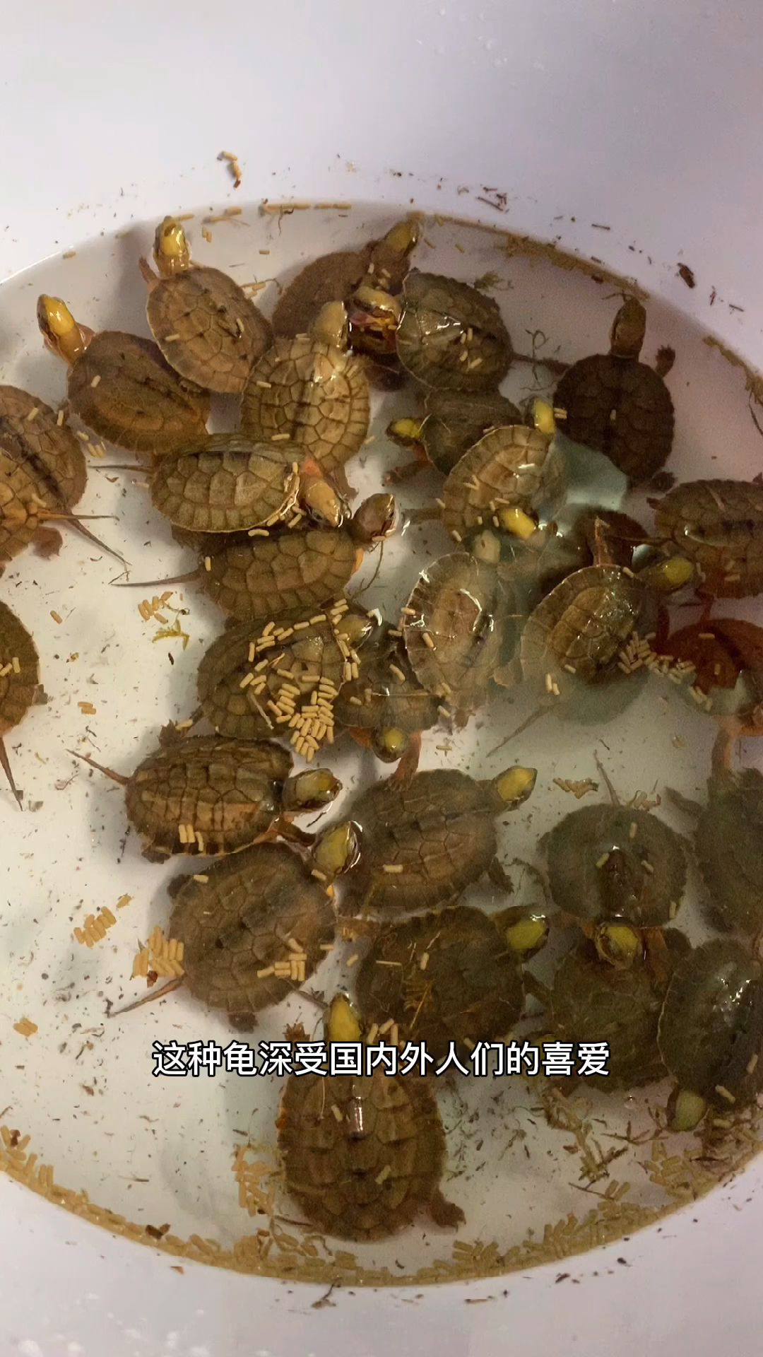 金钱龟小小的金钱龟苗仔萌动可爱的懂人性招财镇宅