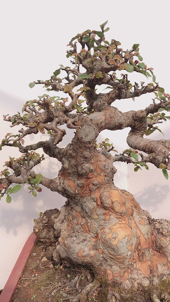 矮霸老桩榆树寓意着年年有余