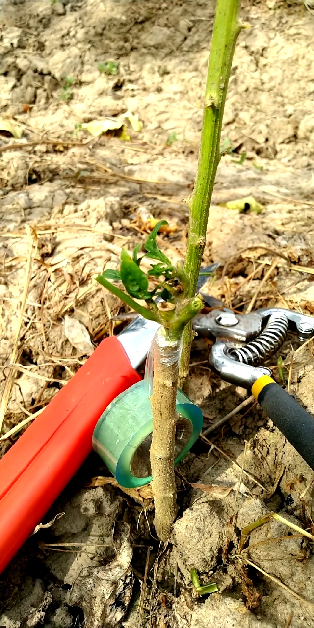全民小视频原创作者#辣椒嫁接,技术分享.