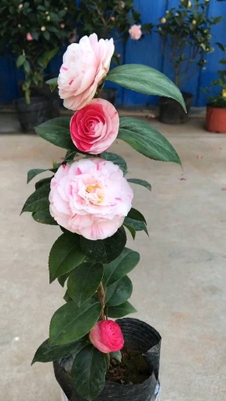 一棵多色的十八学士开花非常漂亮喜欢茶花的花友双击关注谢谢了