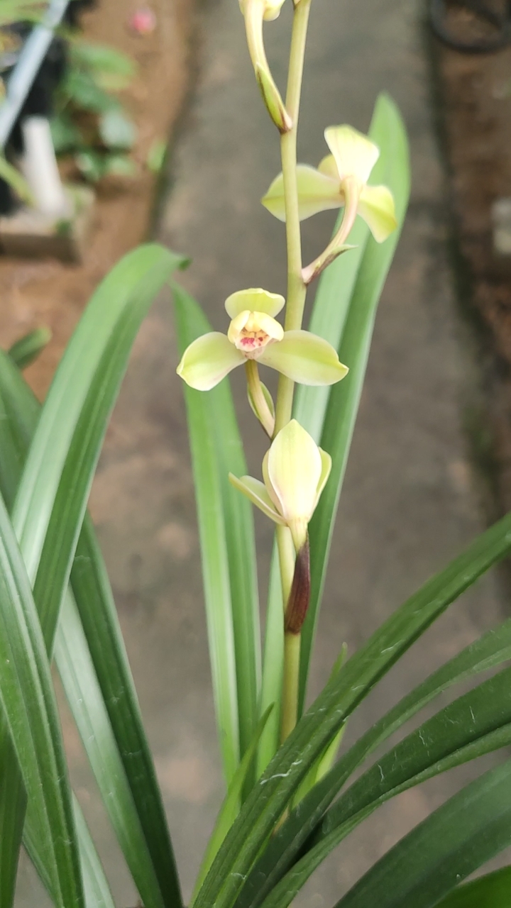 #兰花小站#建兰中华水仙开花了