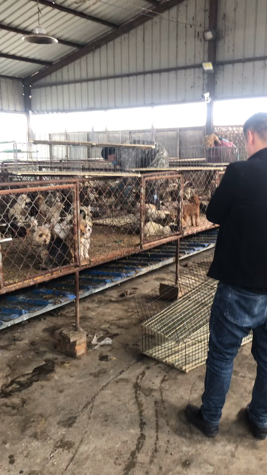 肉狗养殖
