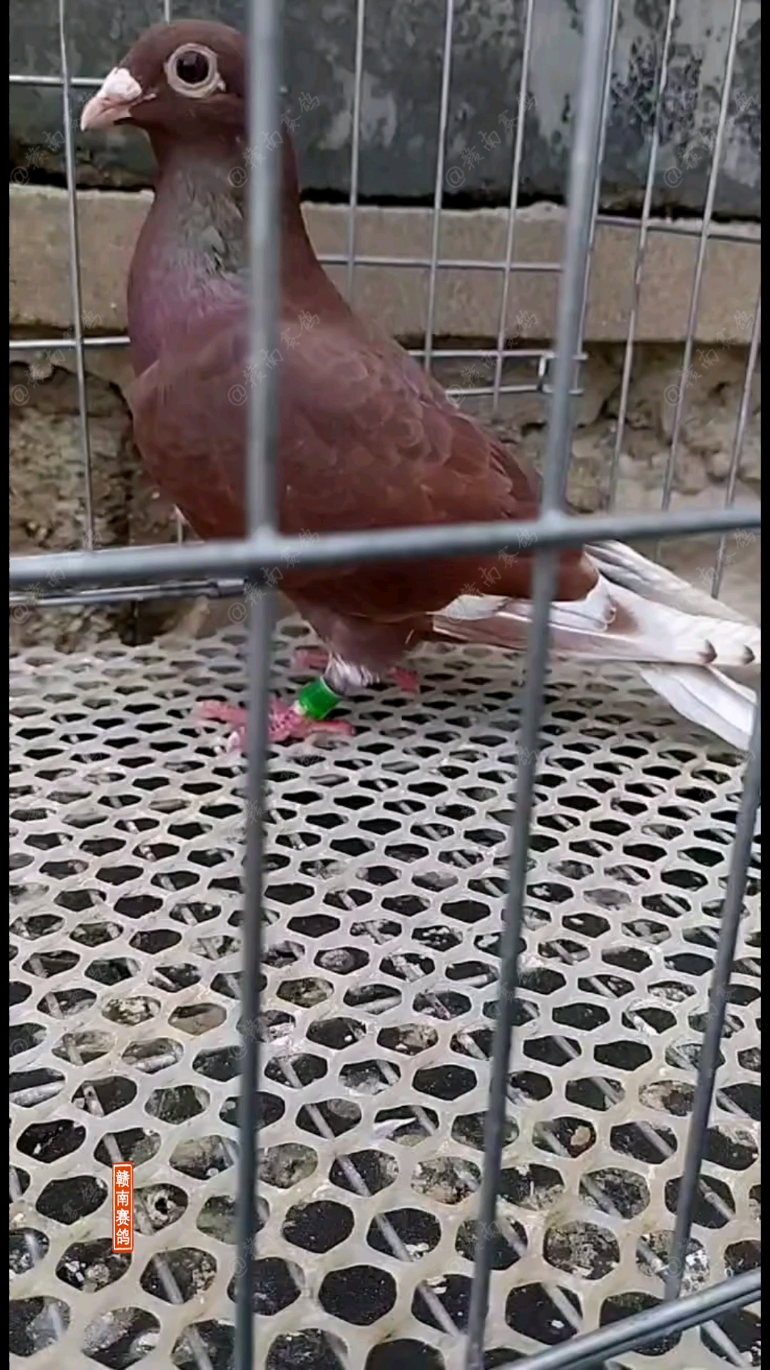 鸽子#西翁小麻雀信鸽大家欣赏一下,西翁紫金枭红绛赛鸽
