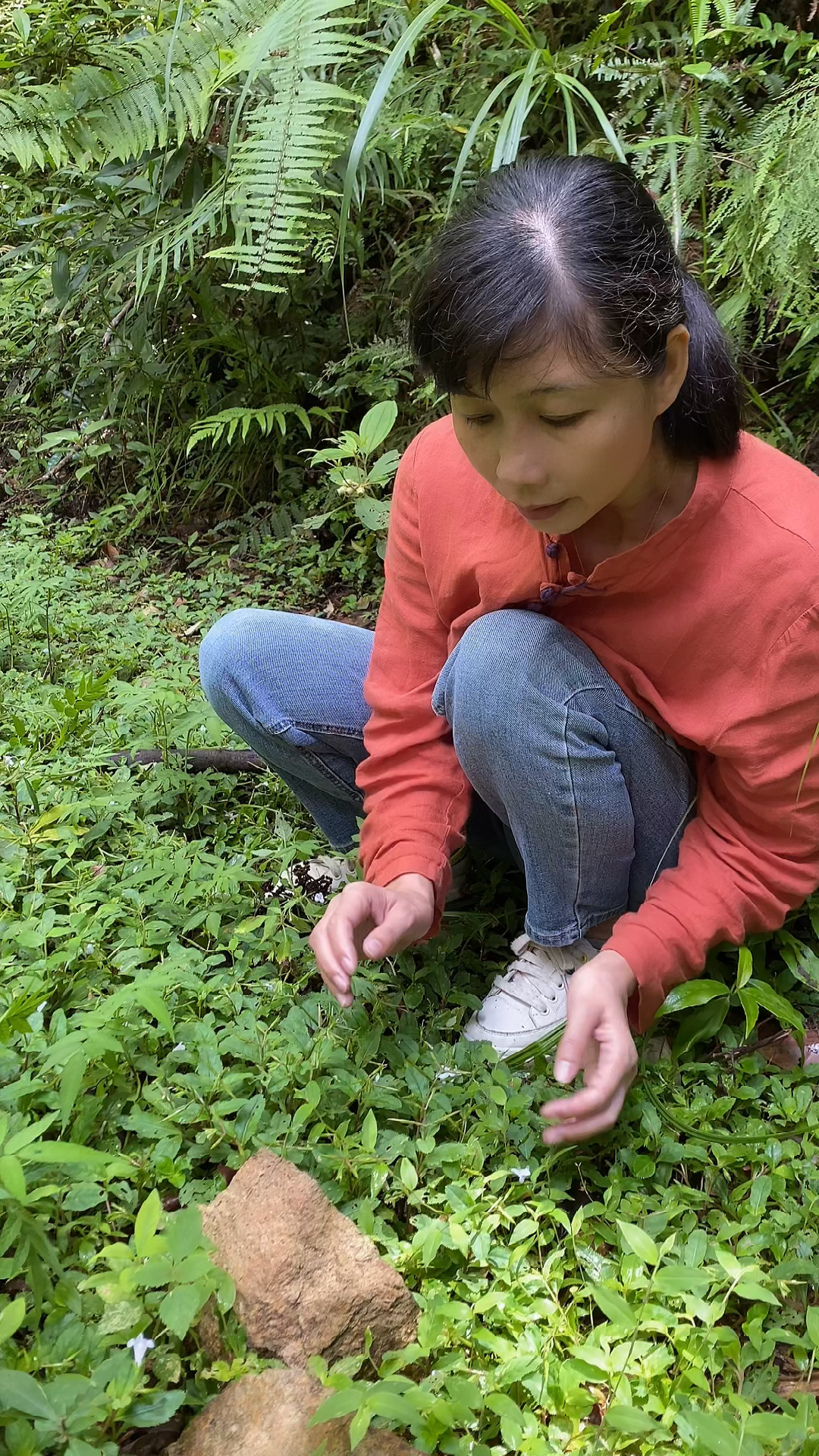 鸭嘴癀又叫旱田草,农村还叫它定经草,奶奶和妈妈那一代就靠采它回来