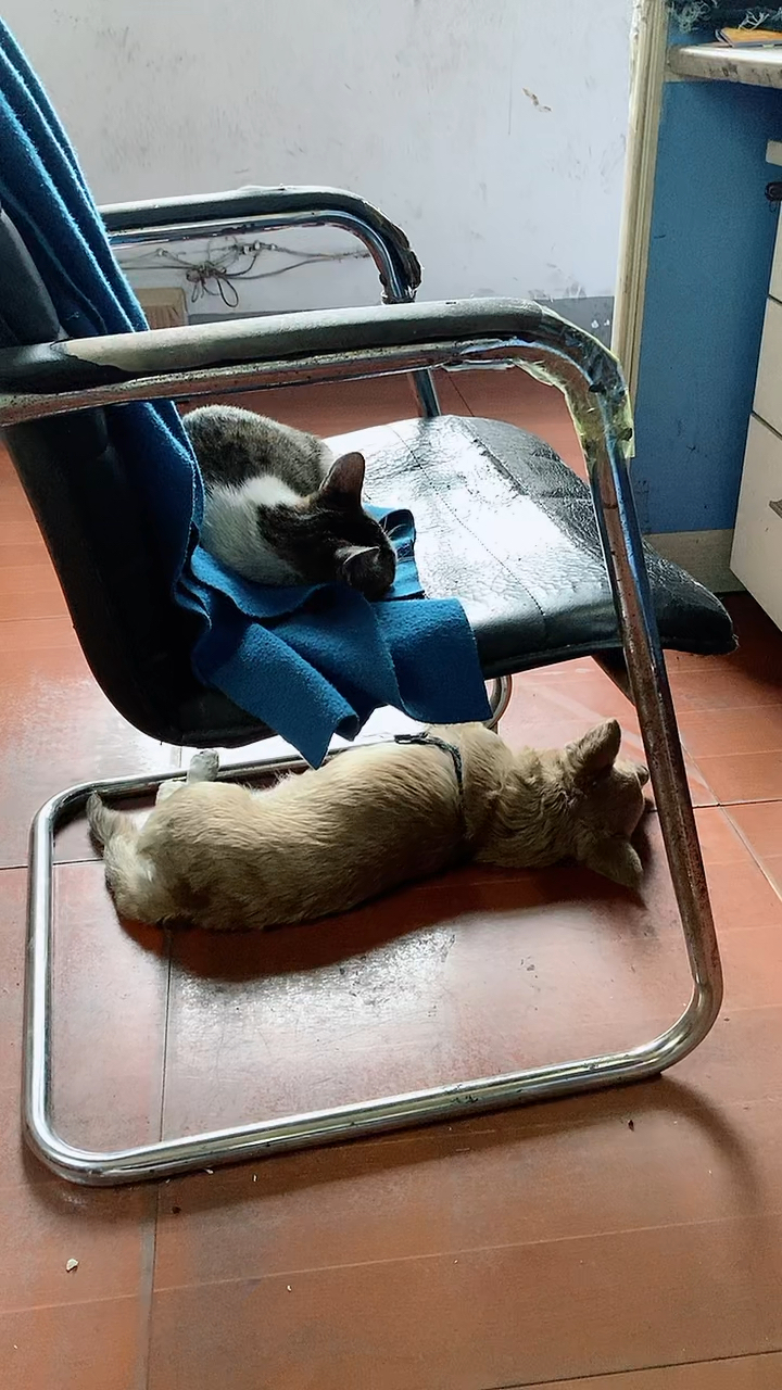 猫在凳子上,狗狗在椅子下面.其乐融融的景象.