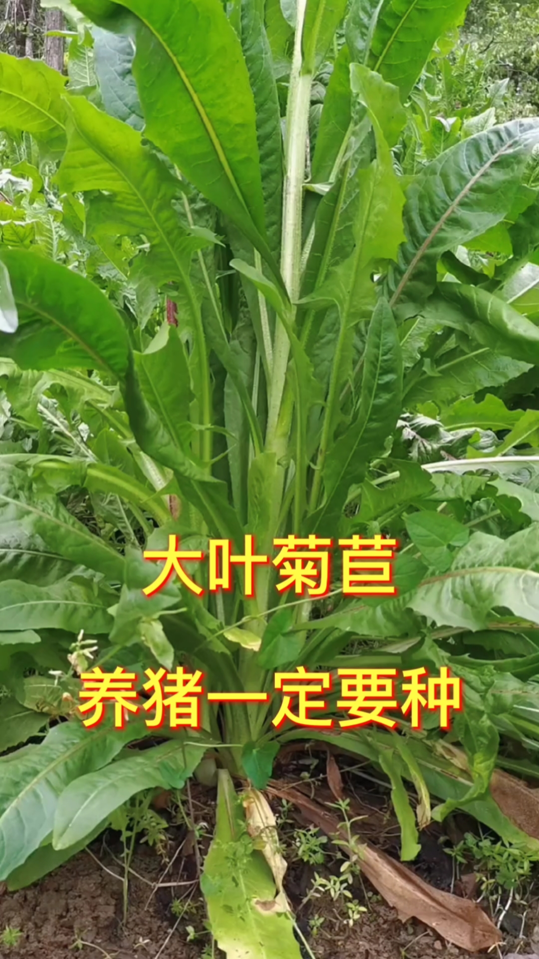 禹道菊苣图片
