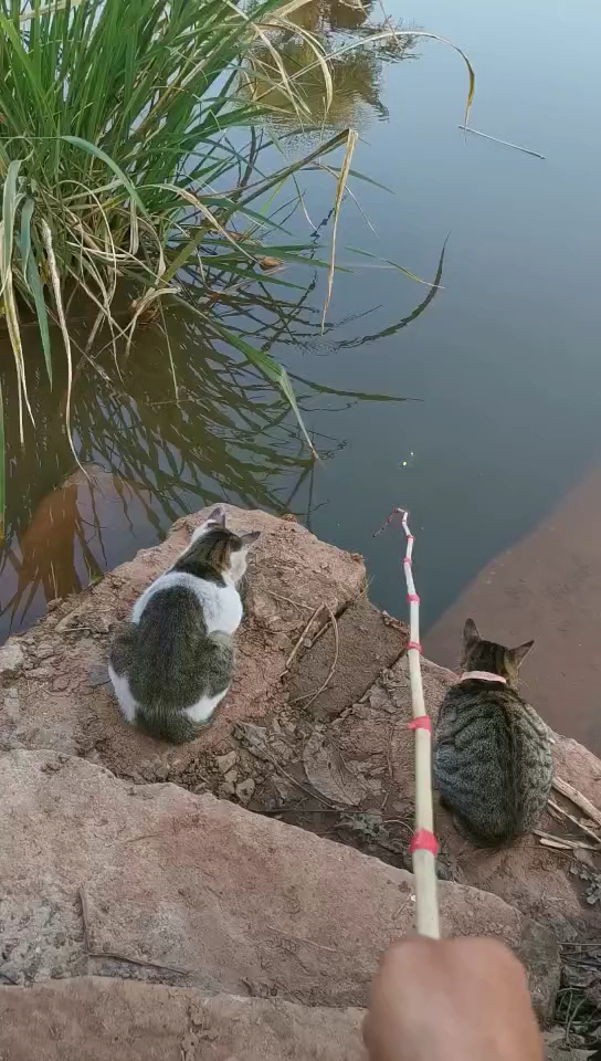 小猫钓黄鳝图片