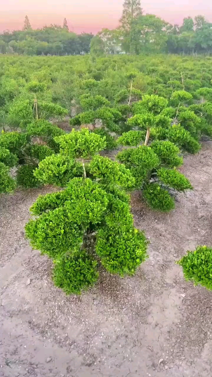 常绿树木大全图片