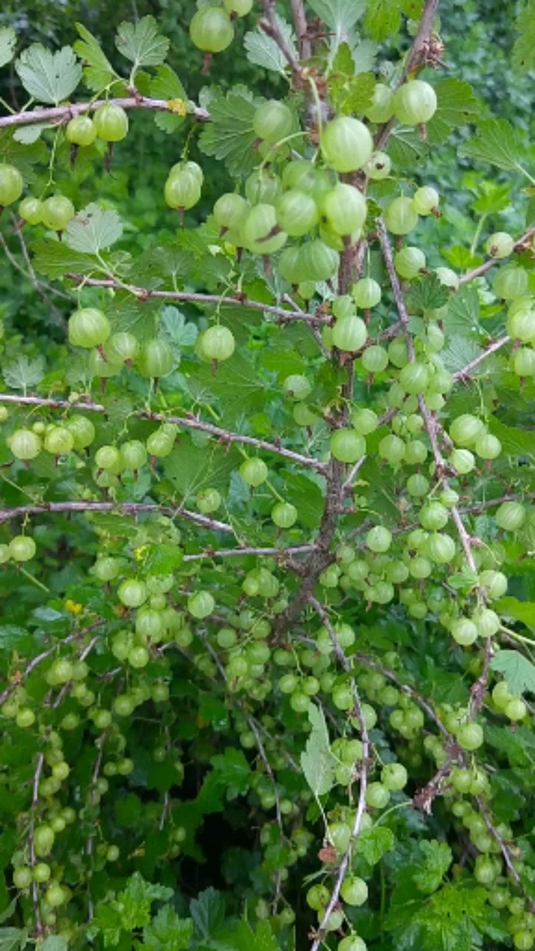 带你看三农#六月份灯笼果苗挂果展示