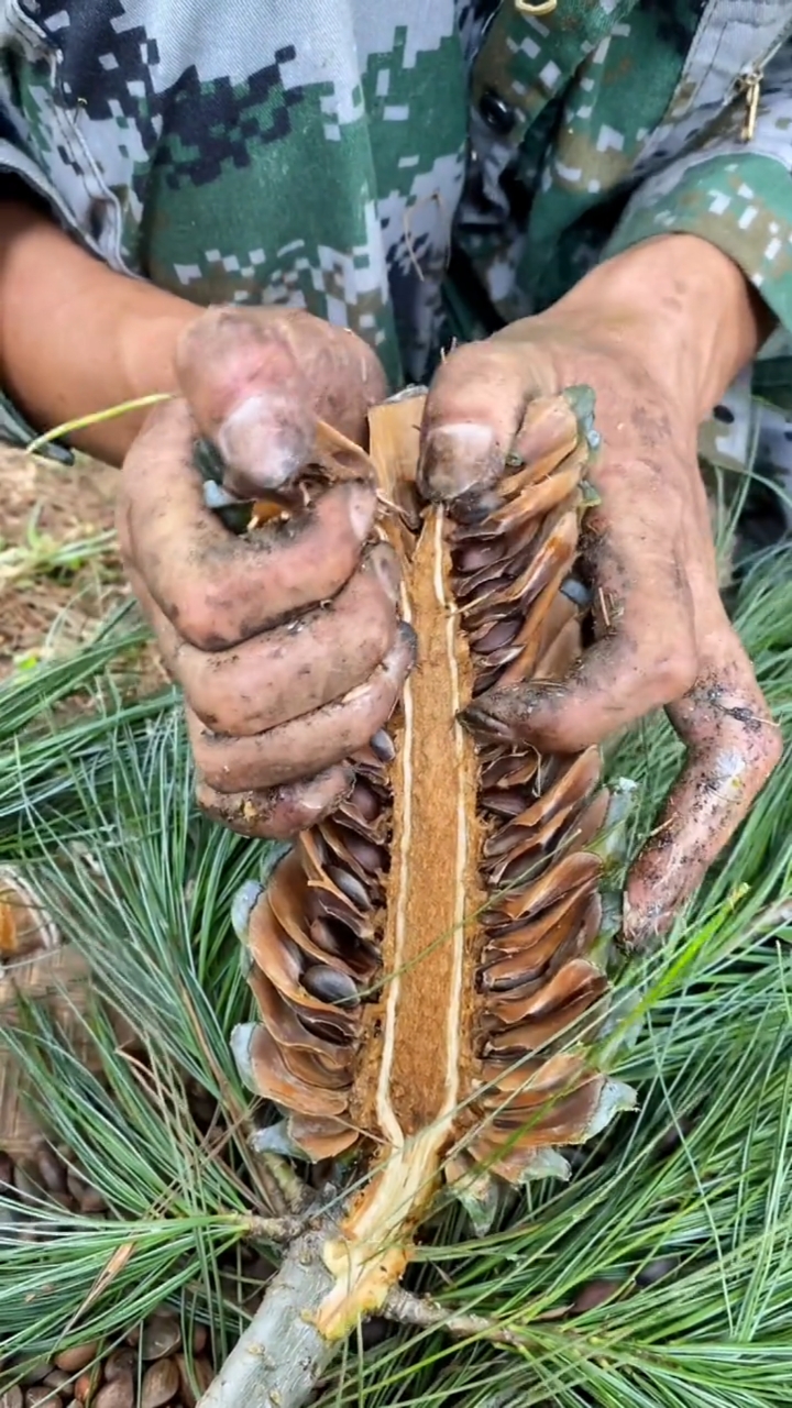 很多人都吃过松子却不知道采摘松子的艰辛