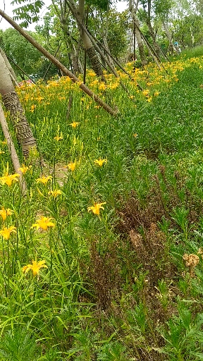 忘忧草,也是金金菜,就是黄花菜!-度小视