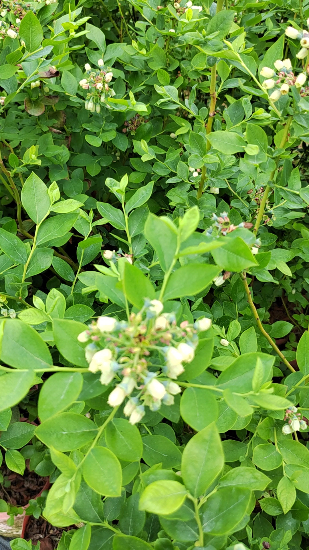 满树花芽的蓝莓苗基地