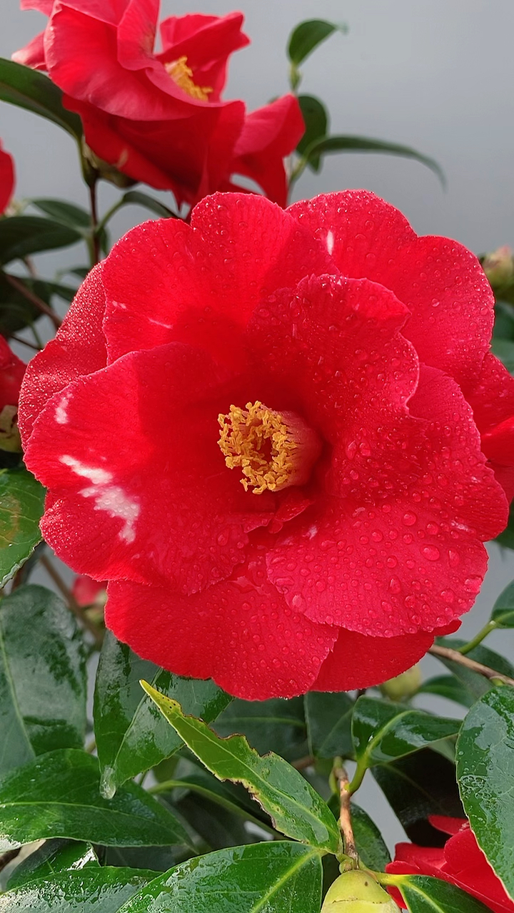 红石竹茶花开品鉴赏!