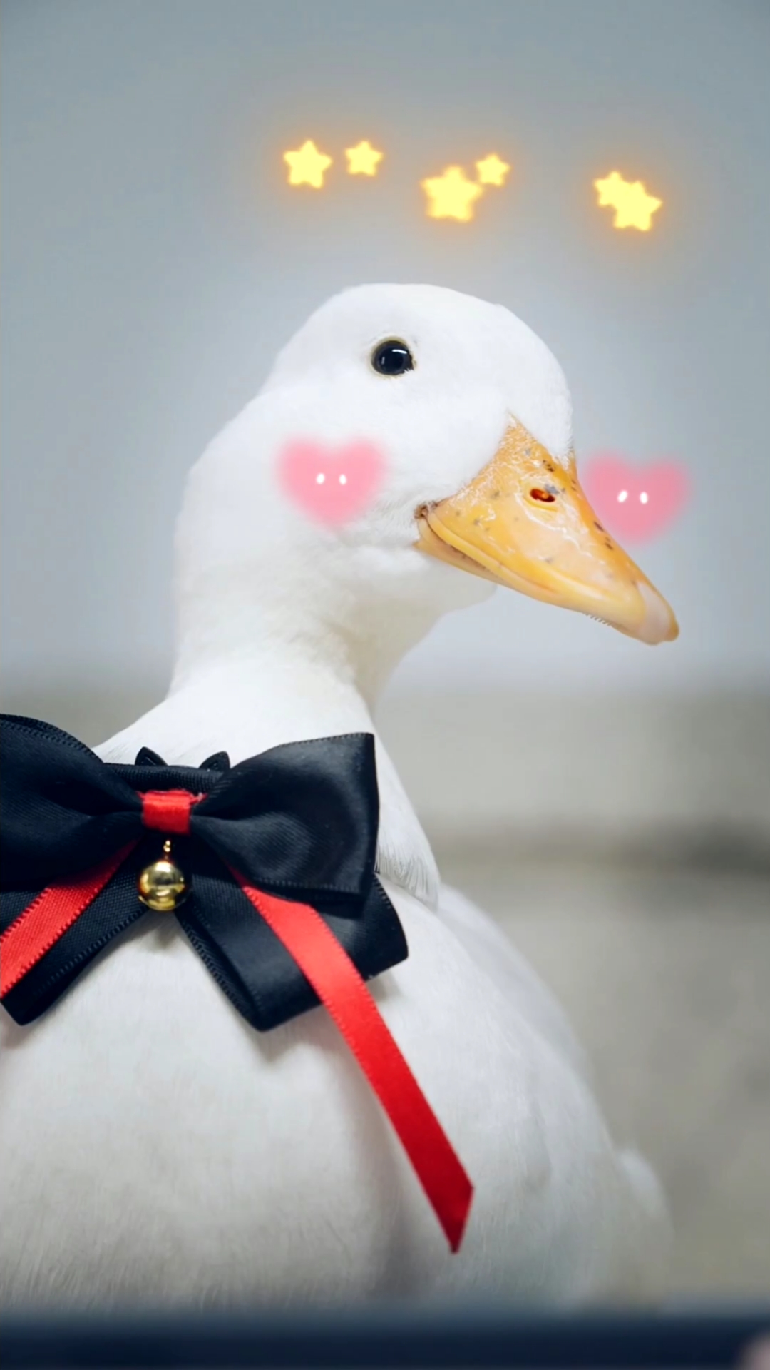 我家萌宠成精了#为了实现偶像梦,一万二的网红鸭想去参加偶像练习生?