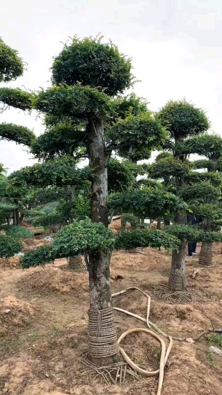 造型榆树,寓意年年有余,耐寒耐旱,适合庭院别墅农家小院栽植