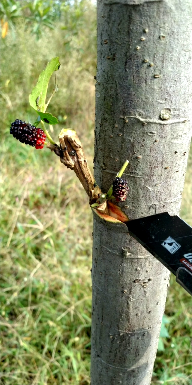 桑树嫁接技术分享,你一看就懂.