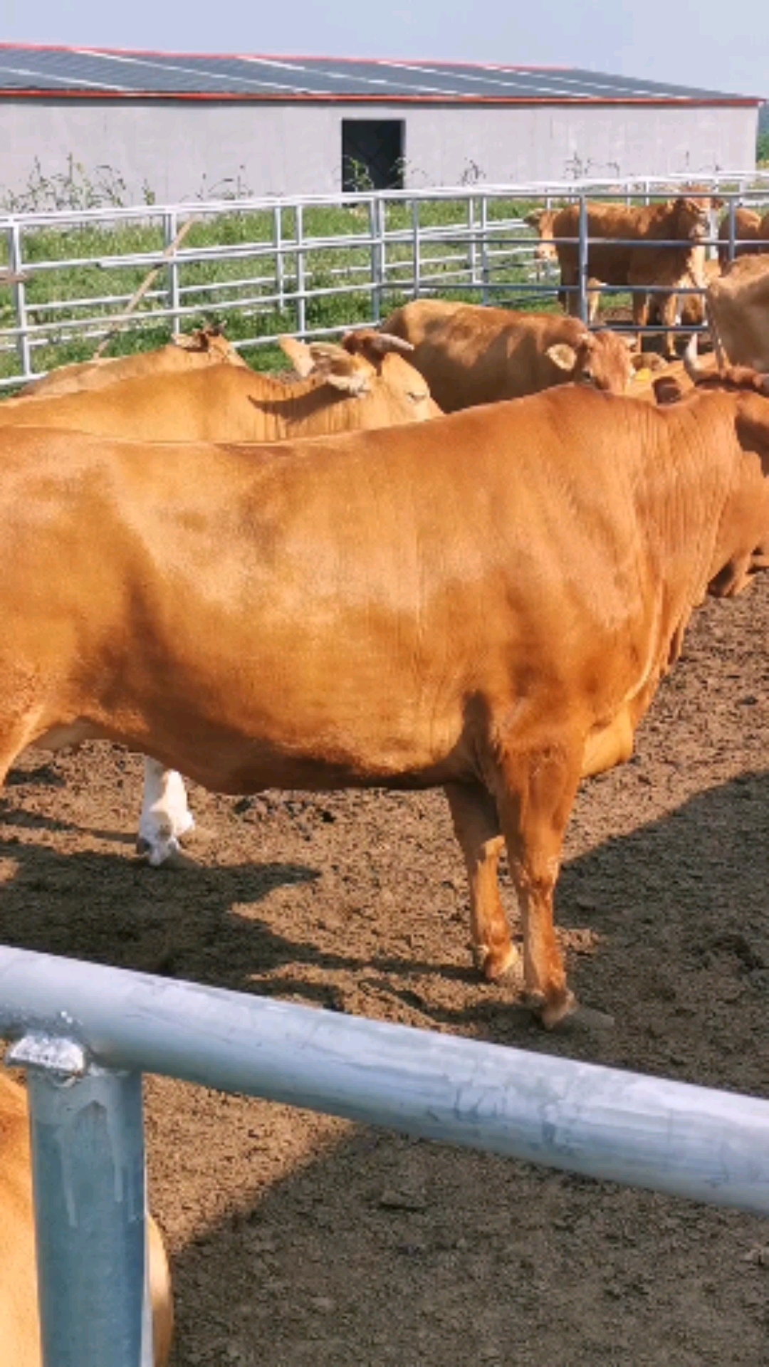 中国四大名牛之一山东鲁西黄牛繁殖母牛