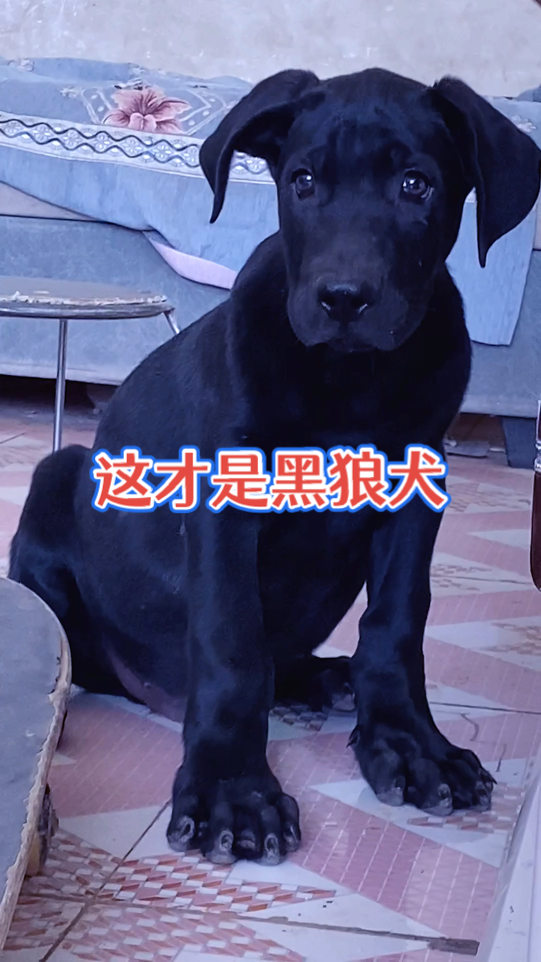 黑狼犬#什么才是真正的黑狼犬,不是随便说说的