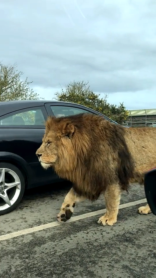 音為有你#近距離的觀看獅子,這頭巴巴里獅走過車窗前的樣子,真是不怒