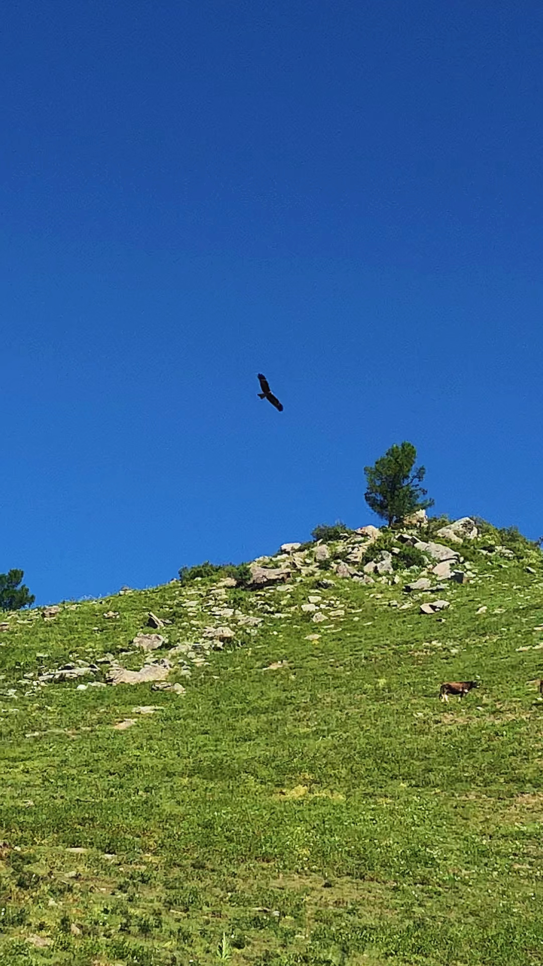 这只老鹰盘旋了半天,该不会是想对我的牛下手吧?哪来的勇气