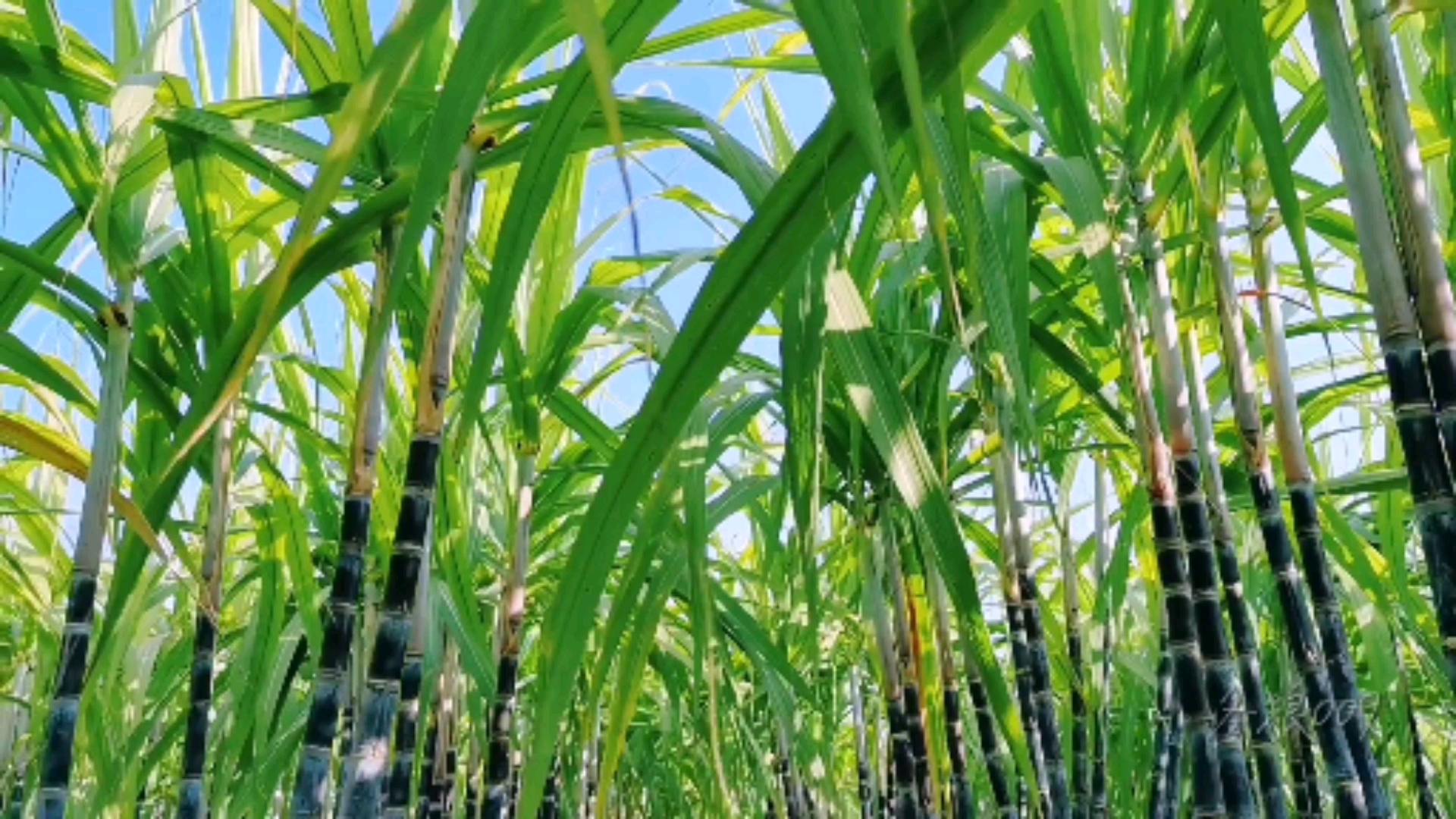 全民正能量#第一次见到甘蔗田