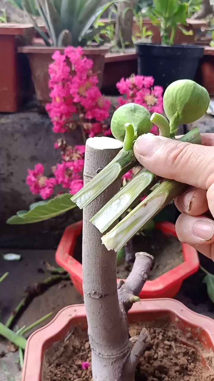 嫁接技术#蜂蜜无花果这样嫁接,成活率最高,一看就会,你学会了吗?
