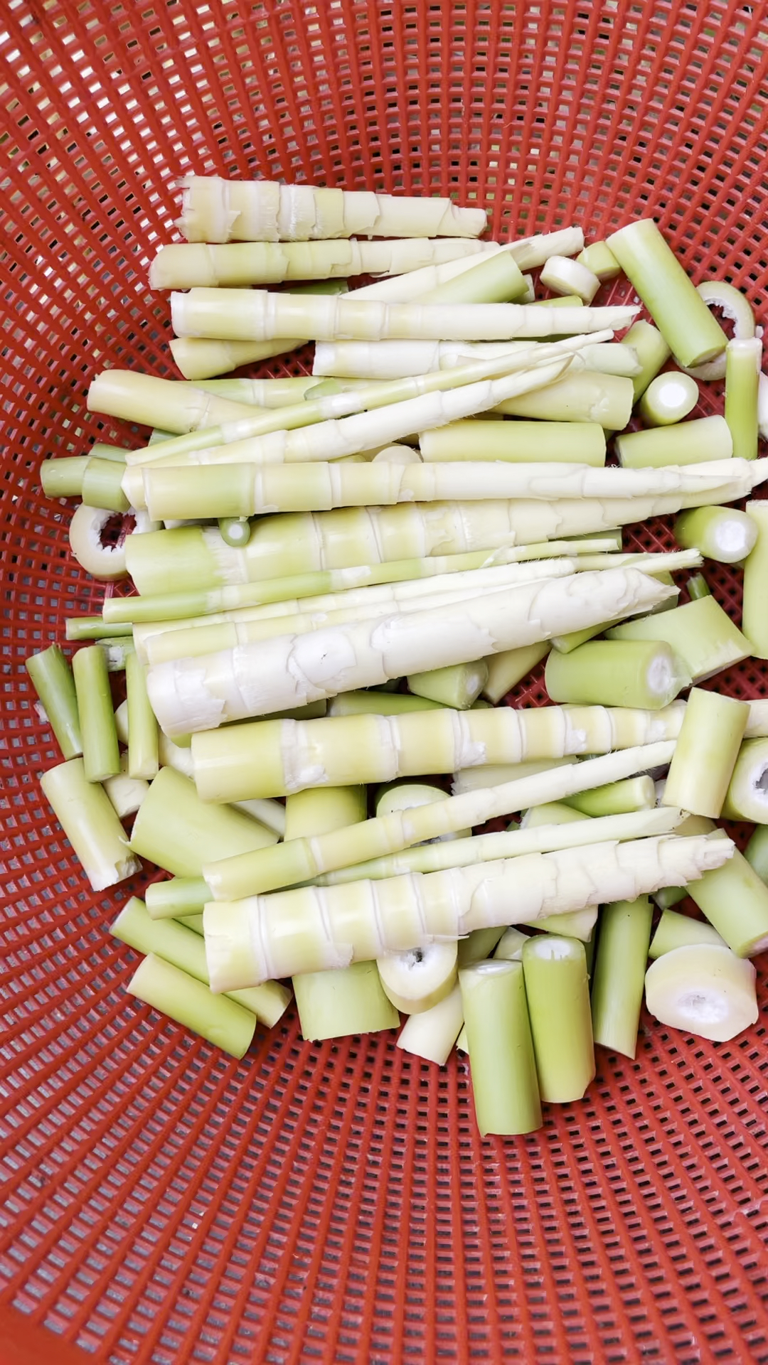 野生小春笋,今日爬山的收获