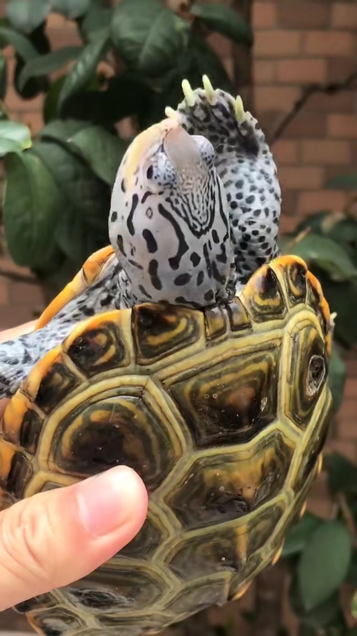 钻纹龟#大花母,极少的货色