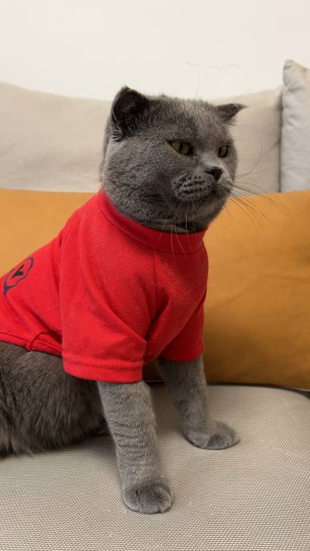 2022-09-121445蓝猫多宝7.