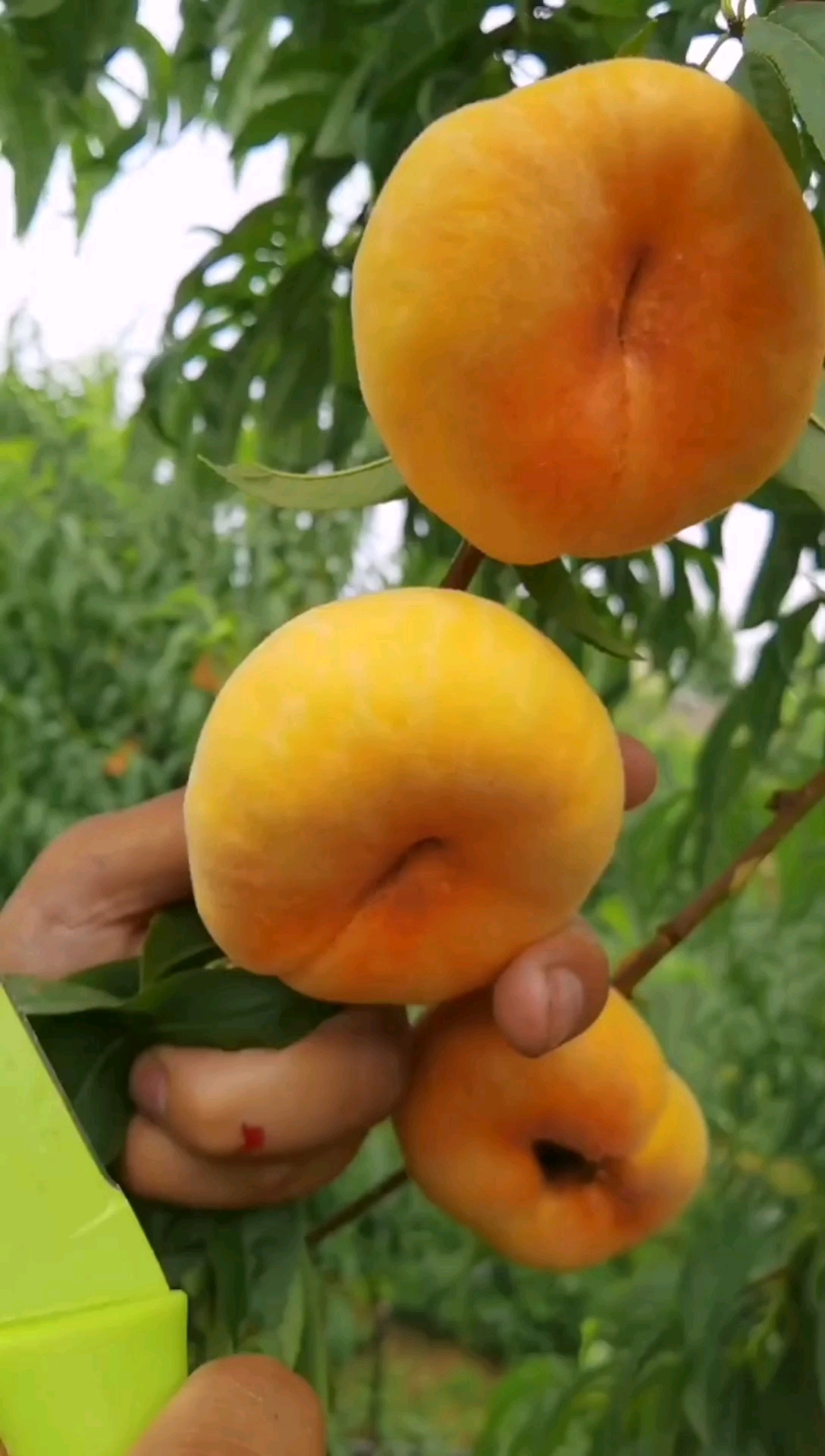 一斤重的黄金蟠桃,油蟠7!脆甜多汁无人不爱!-度小视