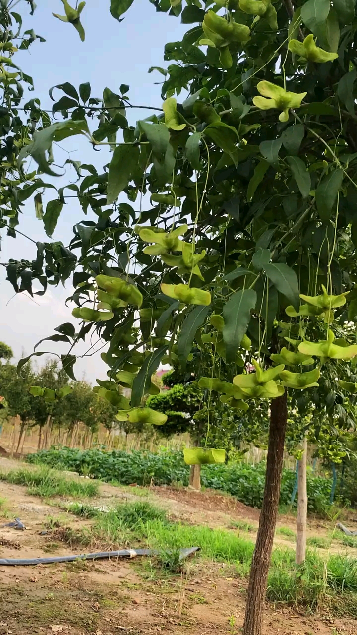 金丝吊蝴蝶,又称摇钱树,耐寒性强,天气越冷果实越红