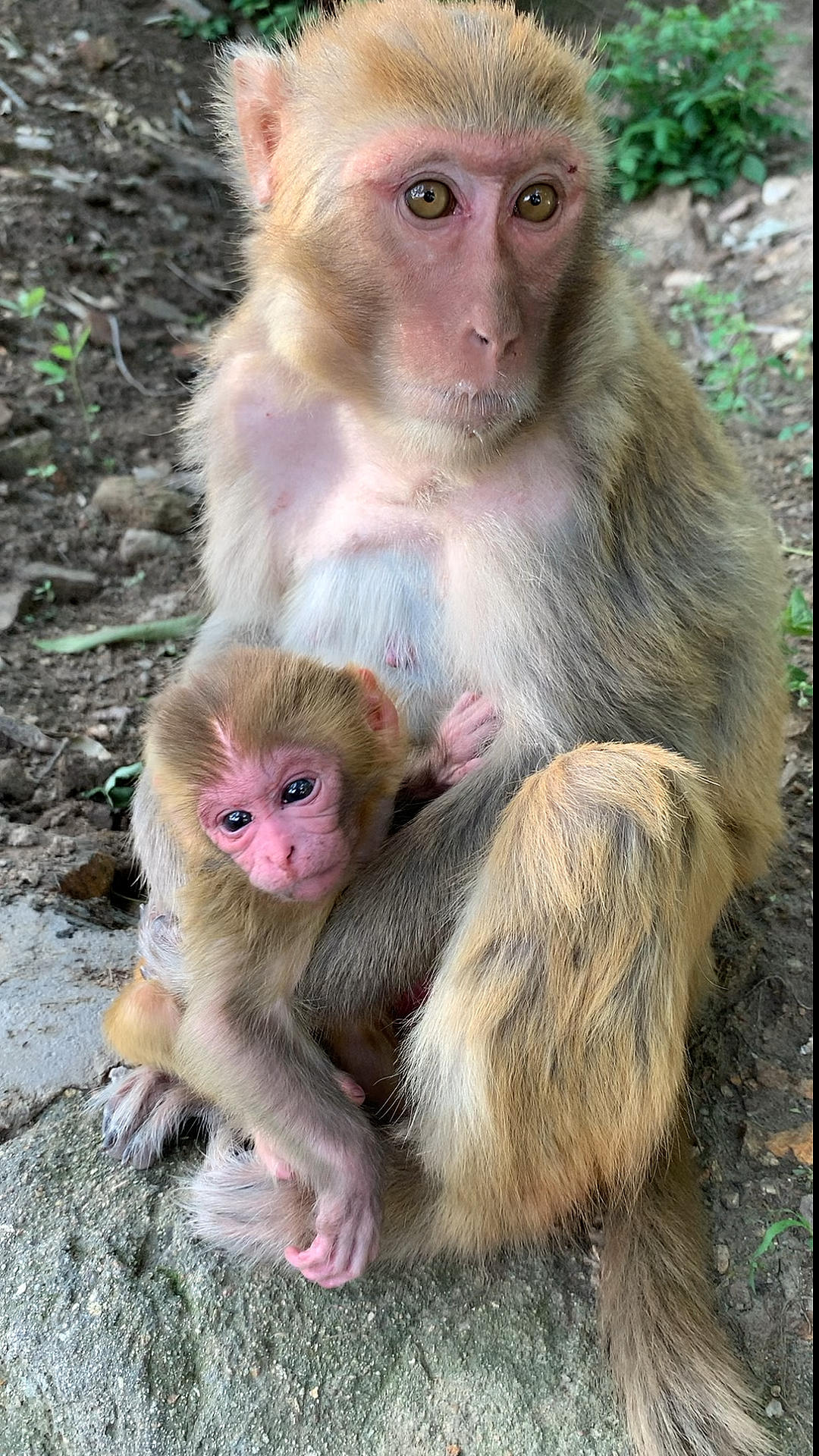 带上全民去旅行#刚出生的小猴宝宝