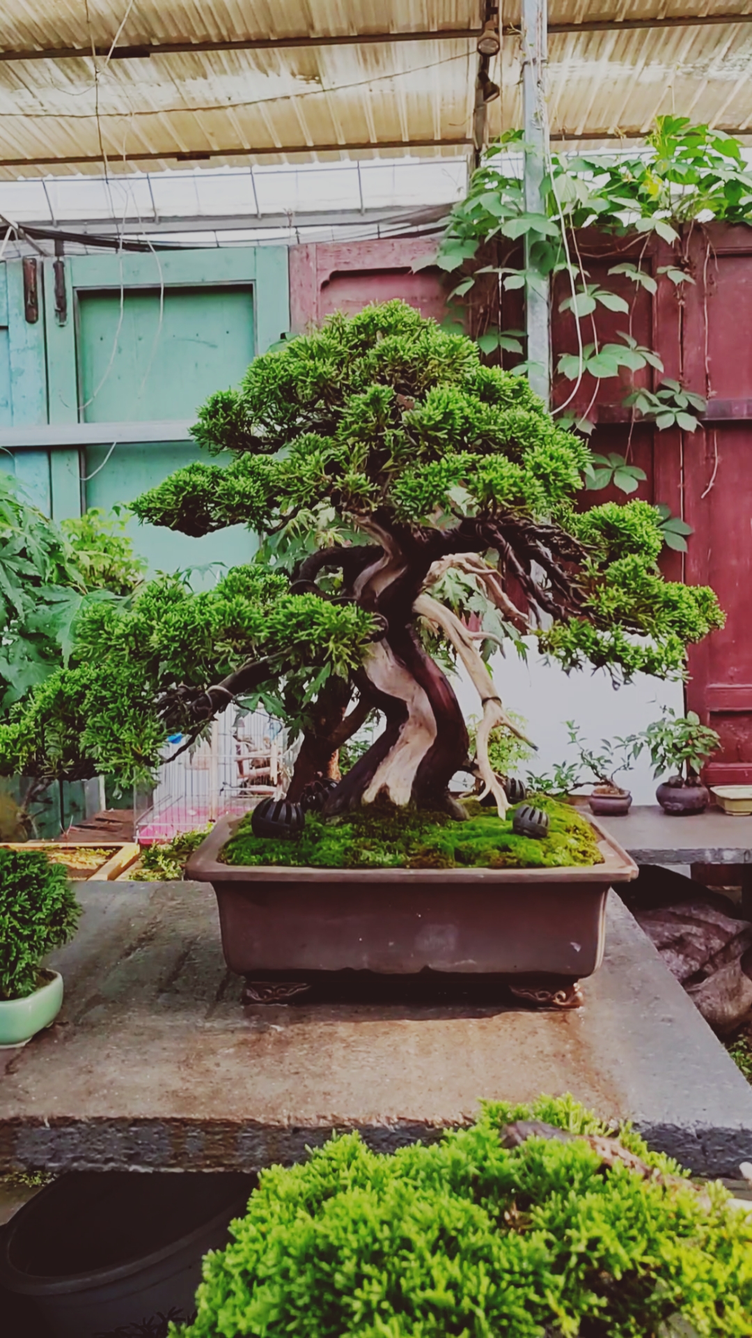 盆景#矮霸系鱼川真柏