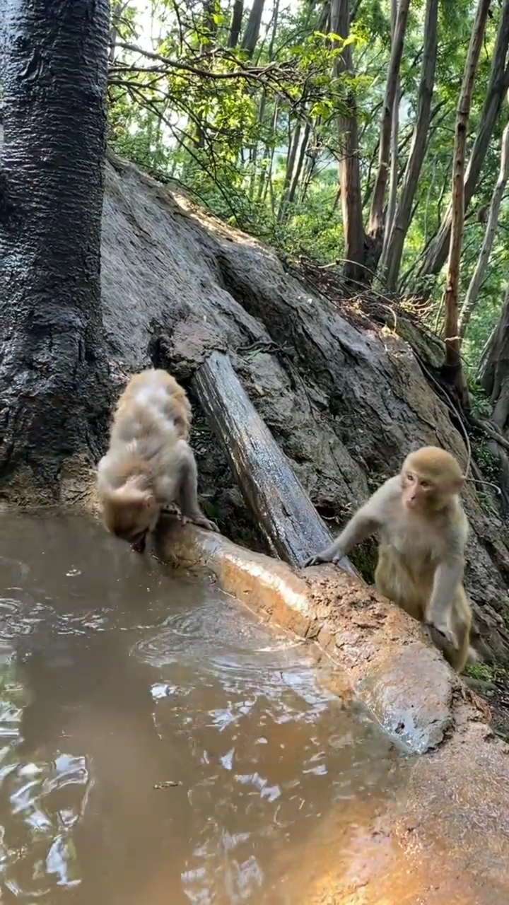 小小爱宠萌化你#猴子在喝水