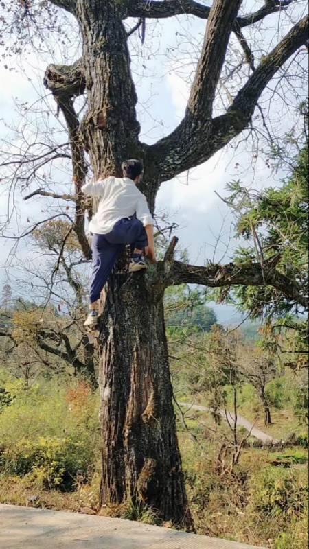 农村壁虎人,爬树轻松极了!