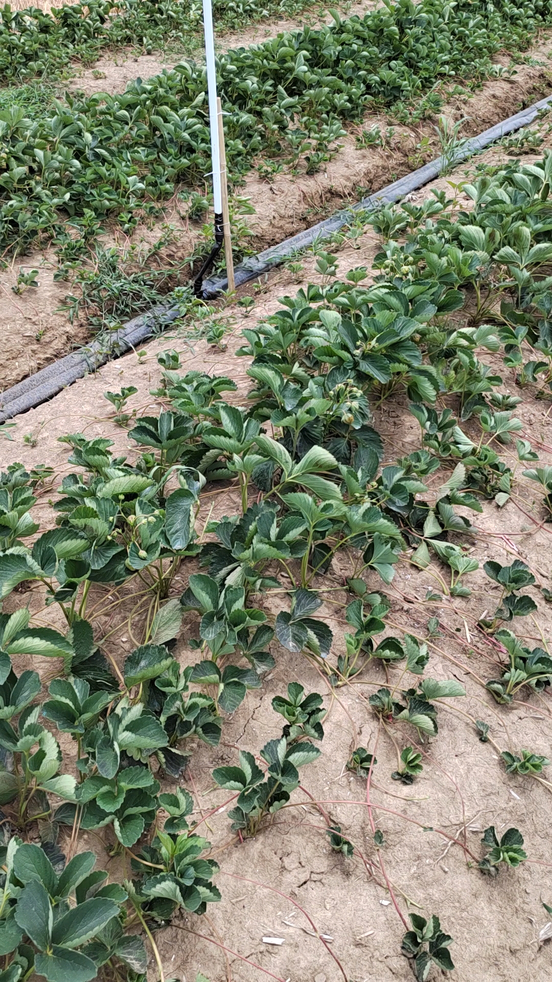 妙香草莓苗基地,妙香七号草莓苗品种