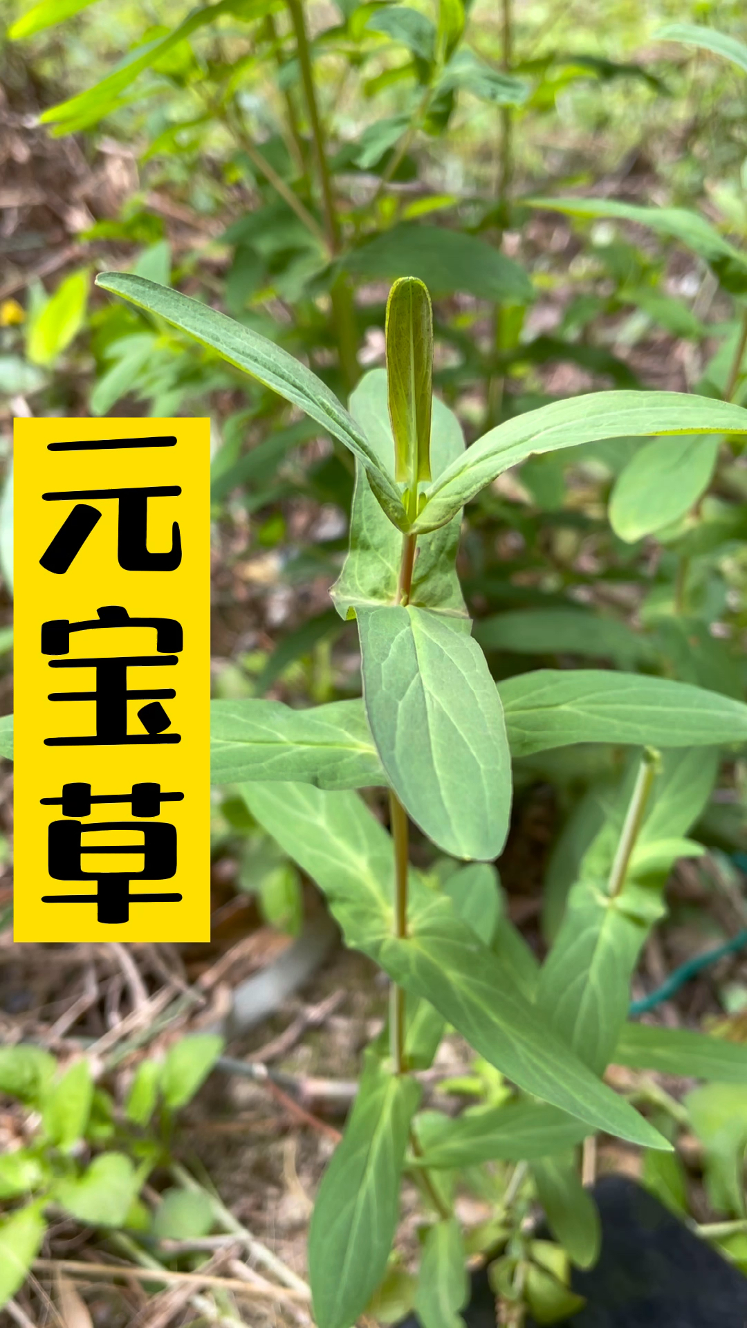 元宝草有人认识吗知道它有什么用吗认真听我说