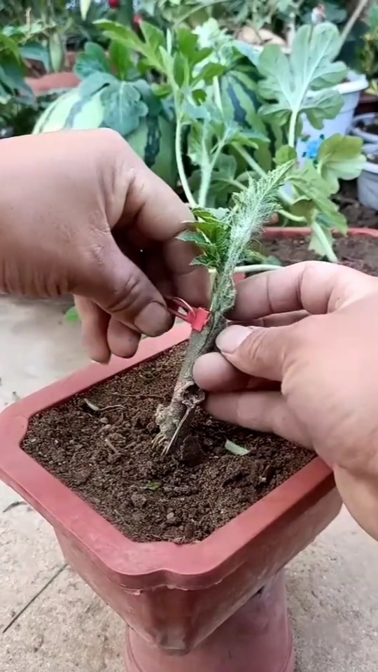 嫁接技术#西瓜嫁接技术分享