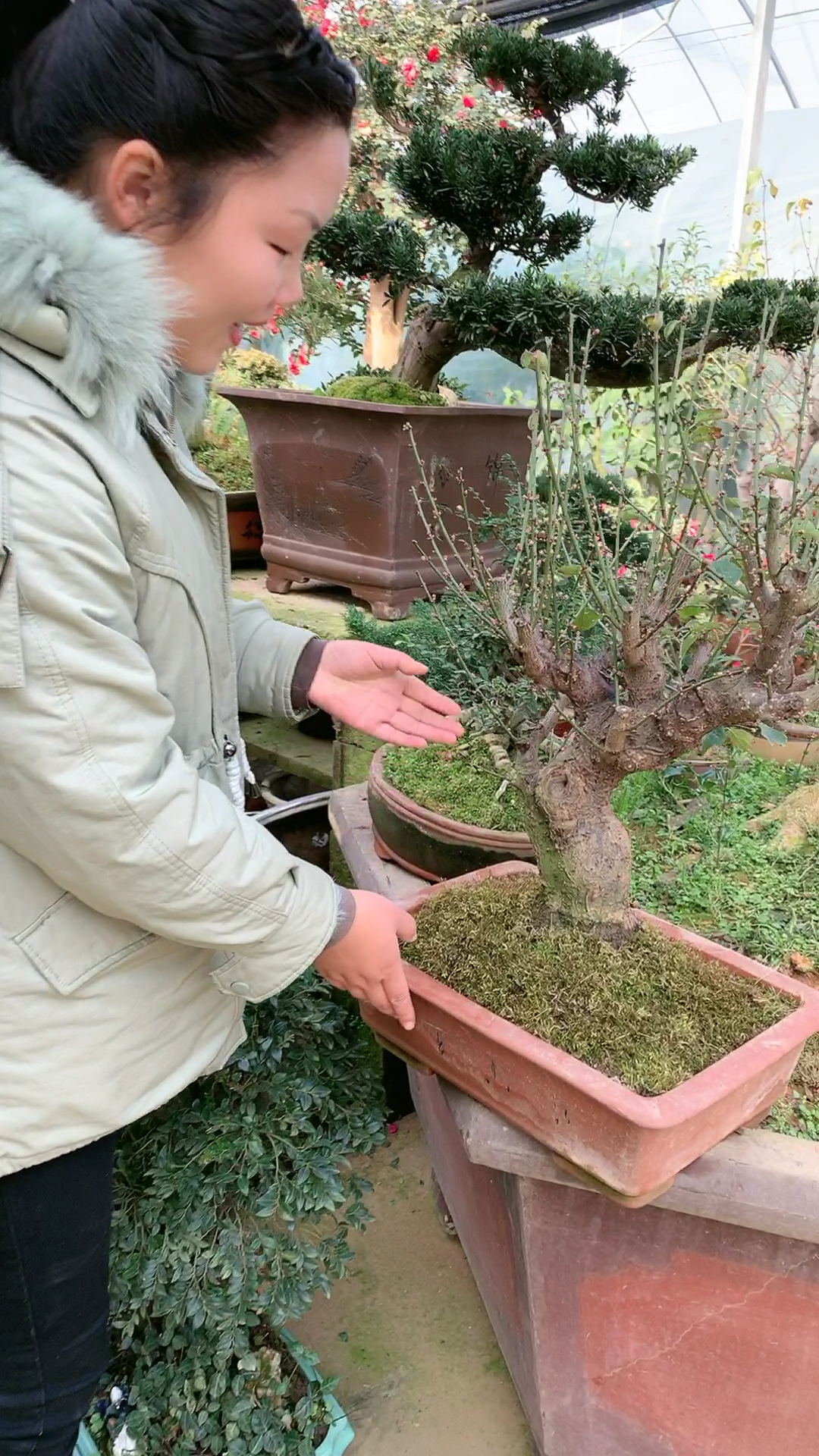 骨里红红梅盆景