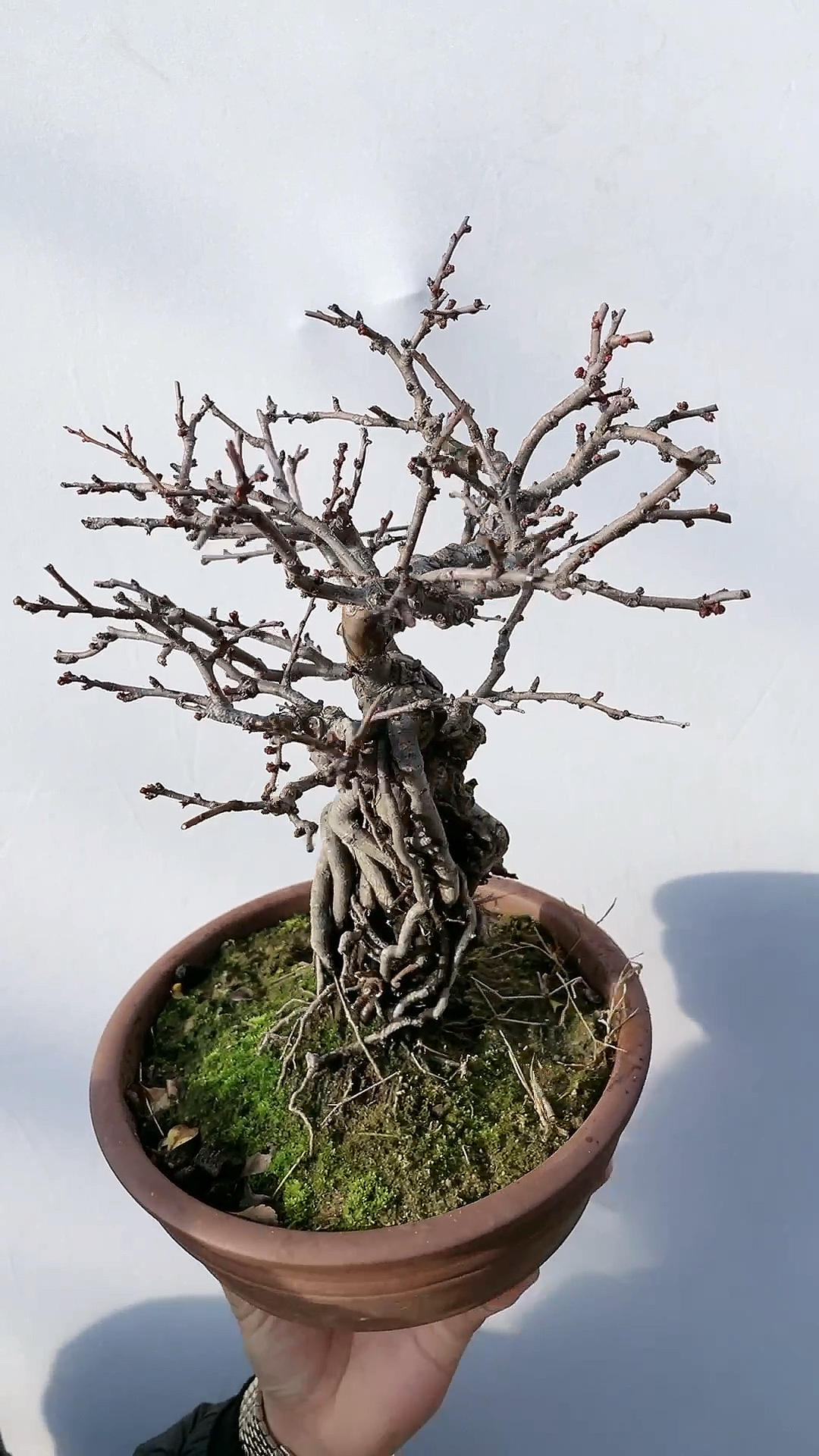 国产长寿梅,也可以养大这么好!花苞满满的!